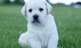 布拉多,探寻历史与现代交融的璀璨明珠