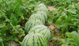 南充吃瓜爆料公司有哪些,吃瓜爆料公司大盘点